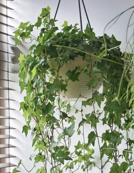 新芽|搬新家之前,一定要养“这6种花”,除“甲醛”效果好