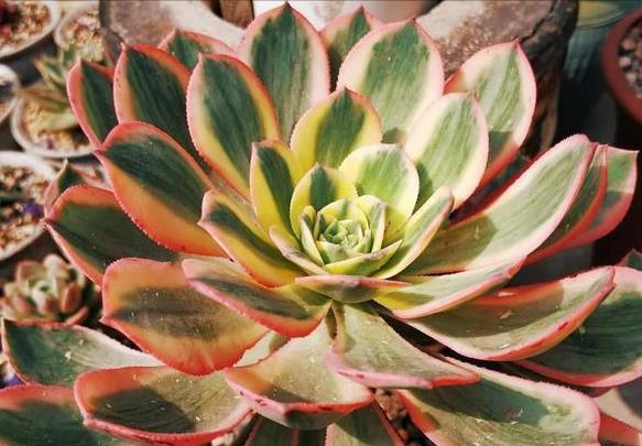 多肉“黑名单”,一定要看一看,去花店别买这些,买了白花钱