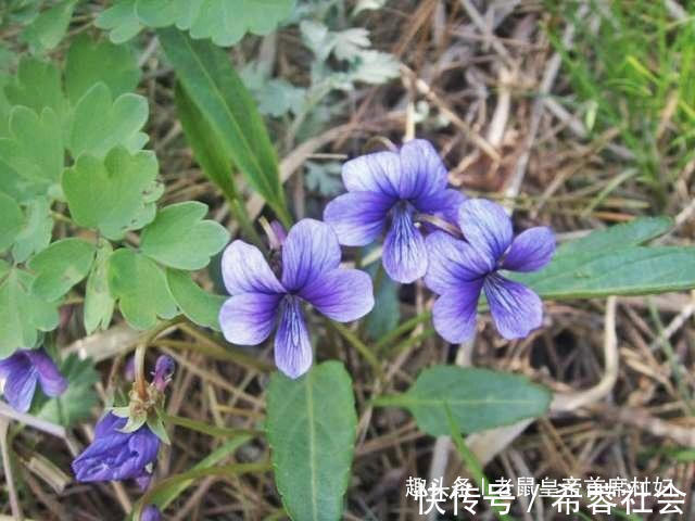 野餐|登山攀岩又累又险，成功后的野餐格外香甜，露营特别的温暖