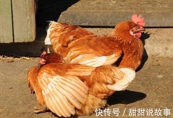 鸡皮|转告家人鸡身上4“器官”,也许营养少且毒素多,劝你少碰为妙