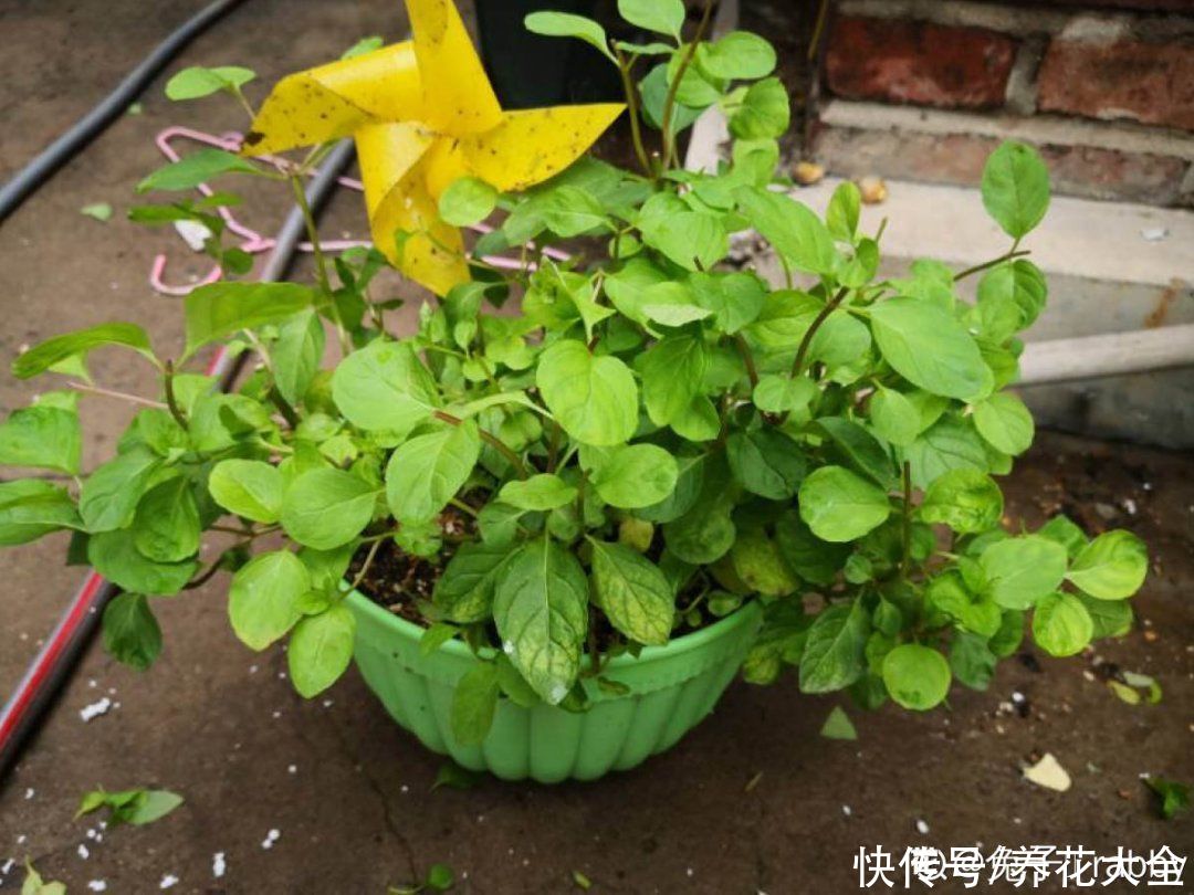 三角梅|天热要修剪的花，不剪死得快，活不过夏天