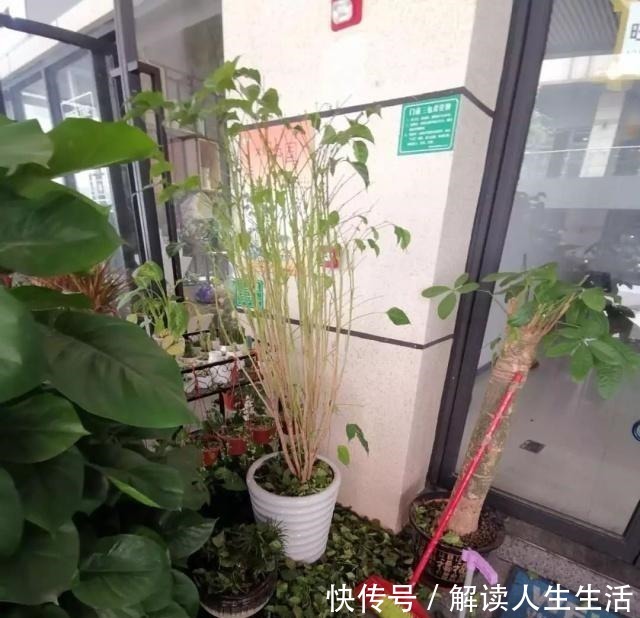 这6种“生财花”,夏季养家里,“浇水”要注意,否则黄叶、烂根!