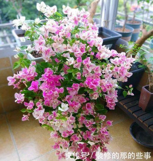 4种花非常适合懒人养护，不用管一样开得很美，香飘满屋