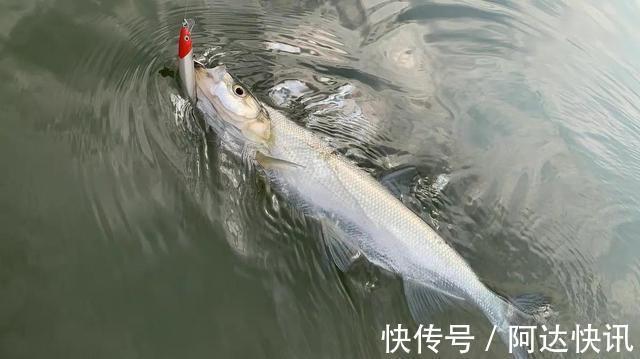 钓友|罕见!四川三岔湖“翘嘴鱼王”被人钓上岸,钓友反馈:抱不动啊