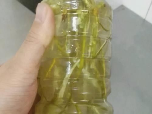 这些制作生根水的方法，学会后，养花再不用头疼扦插成活率低了