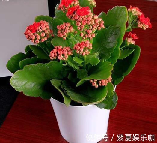 “年味十足”的10种花，家里至少摆1盆，寓意吉祥，还特有面儿！