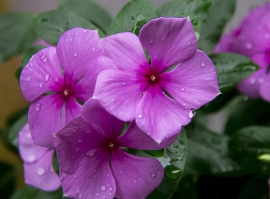 花期超长的一些花朵，比绿萝还好养，观赏价值高，全年开花爆满