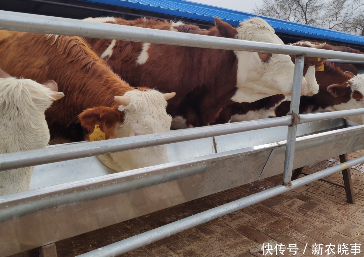 国内|国内人工成本那么低,为何牛肉却比国外的要贵?