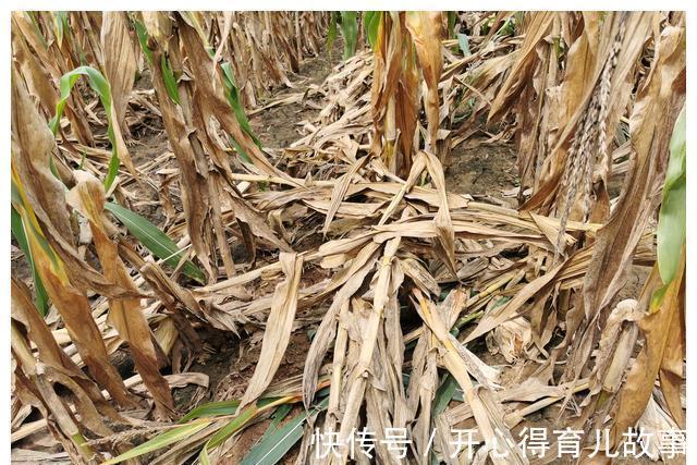 红轴|明年种玉米：夏播区淘汰958类白轴品种，是真正的智慧