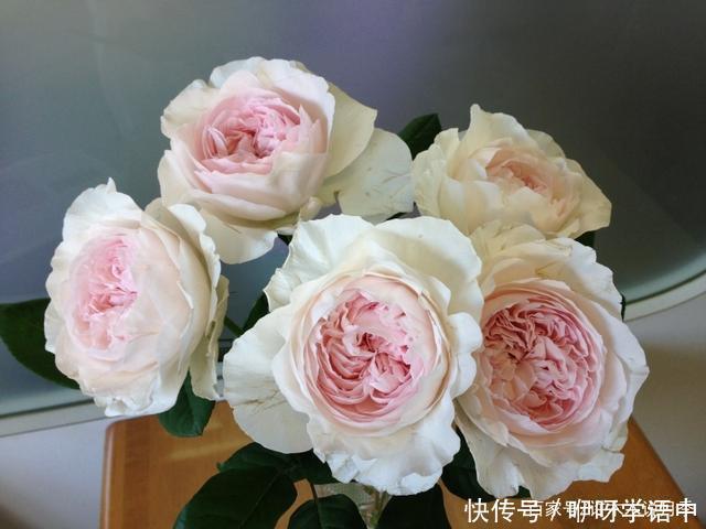 粉色|5款唯美粉色月季。美人如玉粉妆琢,粉色娇羞白如雪。抗病好养