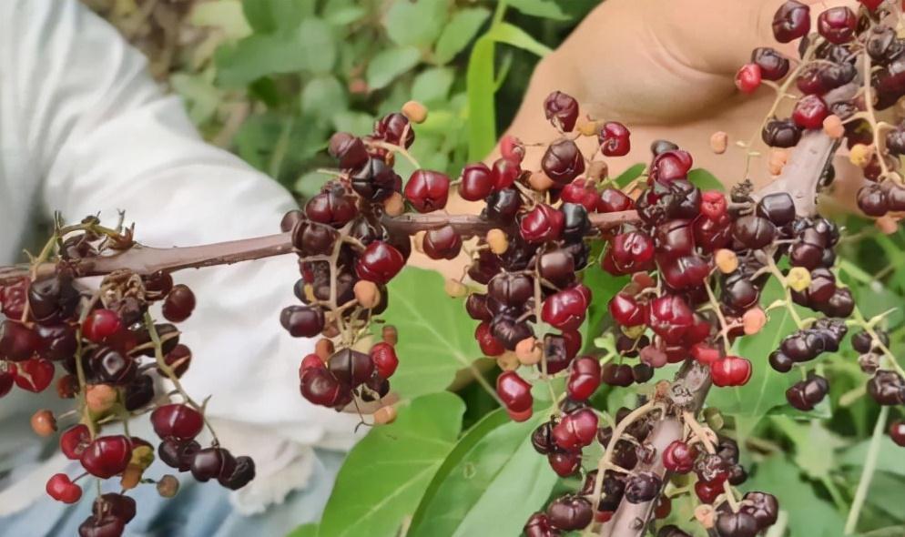 野果|5种农村常见的毒果,长相诱人但要牢记不能吃,认识不吃亏