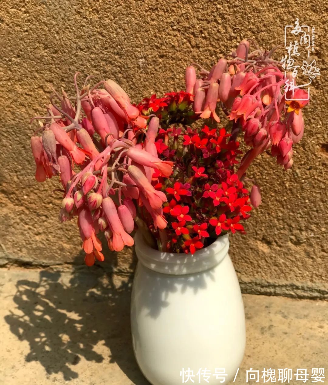 一种爱好就是一种境界,养花养多肉可以培养一个人的心境!