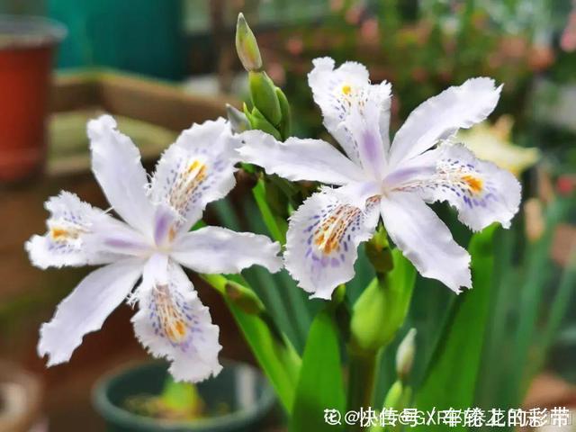 吊兰长满小金鱼,养上5年,越养越上瘾!