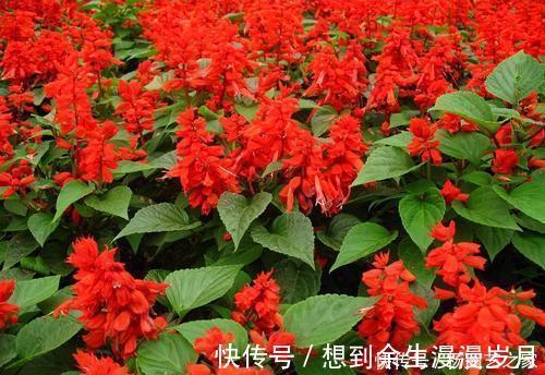 喜阴花卉|5种耐阴花,家里采光不好也能开花,花期超长,值得拥有!