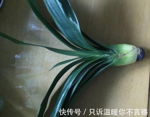 养花技巧：根都烂完了的君子兰，我捡回家，半年后开花了！