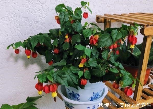 养花就要懂得自制肥,教你2种方法,好用不烧根,一点就够了!