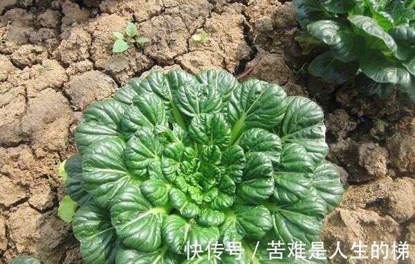 女人|女人常吃此物,延缓衰老,子宫越来越干净,远离妇科炎症