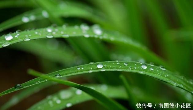 惹人爱|兰花养护全知道,一年四季绿油油,姿态优美惹人爱