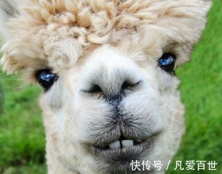 |搞笑动图:没有犁坏的地,只有累死的牛!