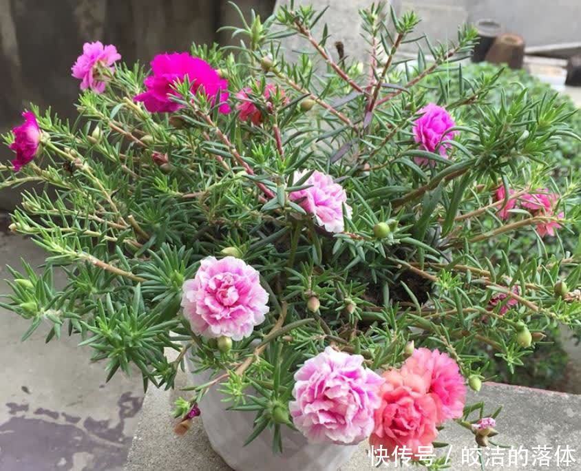 佳品|不怕天气热的“6种花”,好管理易养护,个个是盆栽佳品