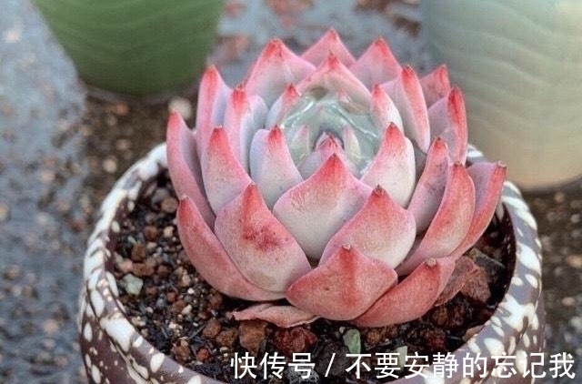 粉蓝鸟,想要养出极致的状态,比的不是技术而是狠劲,一点不夸张