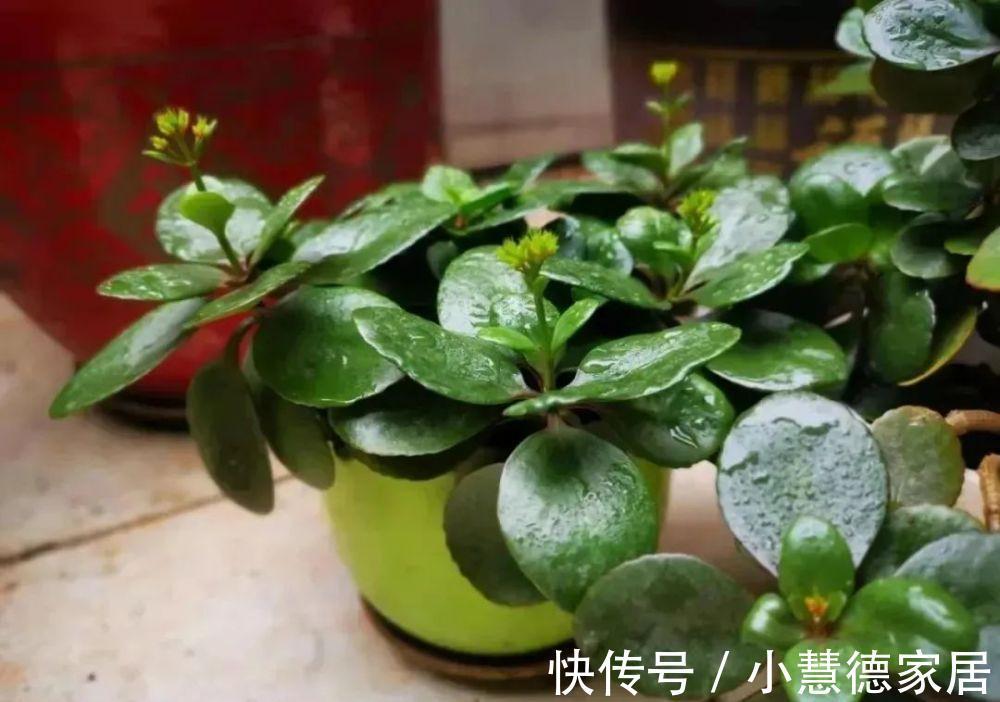 秋冬天冷,怎么“保全”植物盆栽?通过这些途径御寒就好了