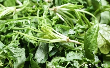 三月就吃这菜,价格便宜不说,味道还很好
