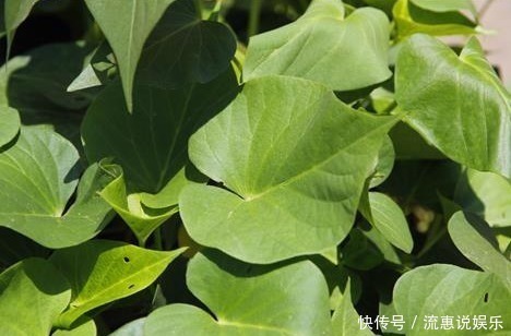 子宫|女性不想黄脸婆，不妨吃一物，保养卵巢，呵护子宫，远离妇科炎症