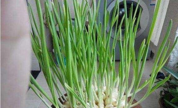 菜叶|5种蔬菜吃完可别扔,菜叶放水里可再生,几乎不用管,还可当盆栽