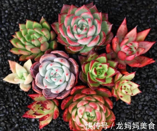 秋天怎么把多肉养得又肥又美?掌握3个方法,叶片饱满又肥厚