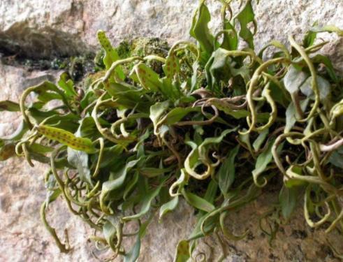 精灵草|一种“精灵草”,专长岩石上,民间拿来泡水喝,野外遇见要珍惜