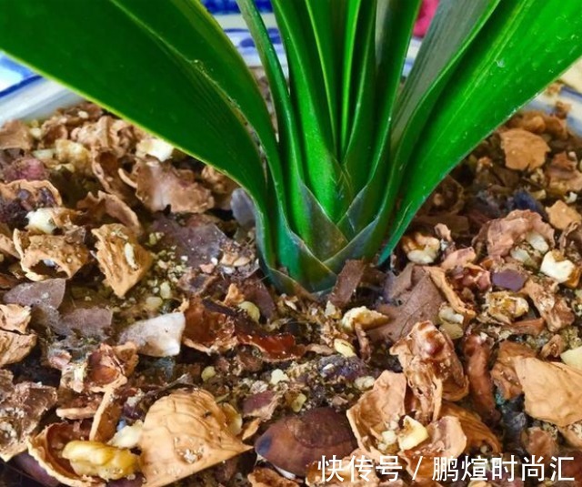 阿婆的“君子兰”养了十多年,年年出新芽,年年开爆花,咋养的?