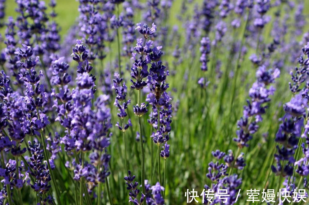 红加仑|老人常说,家中养花不如养“荷花包”,不仅镇宅而且寓意满满