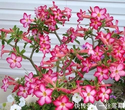 库拉索芦荟|7种“富贵花”,客厅养一盆很合适,越养越值钱,能活一百年