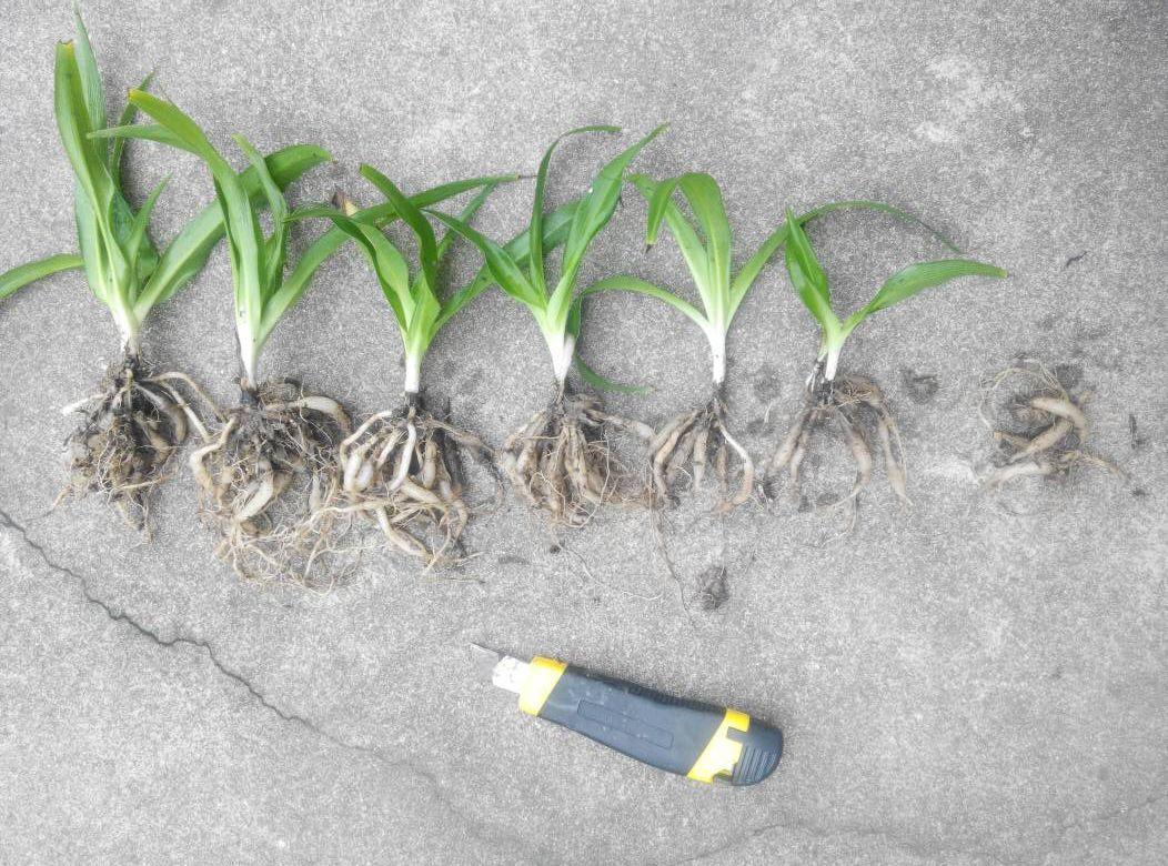 扦插|不用扦插,养花1盆变10盆,把根一掰,成活率翻倍!