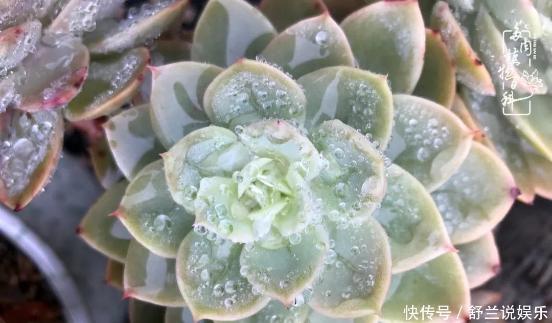 楼顶的多肉,让我的生活无意间打开了一个新世界!