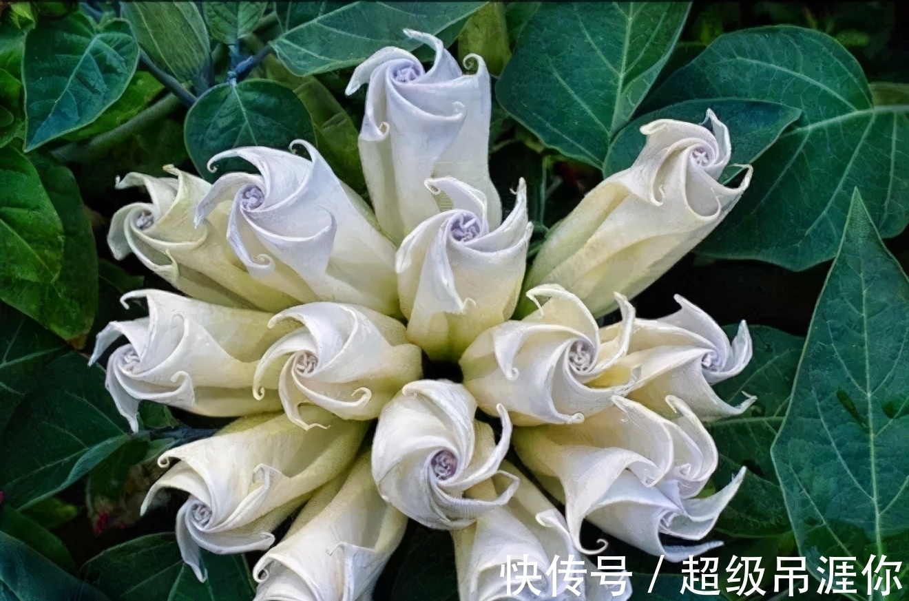 兰花|想让兰花早发芽,这“三位置”留点水,催出一圈苞,绽放层叠群兰