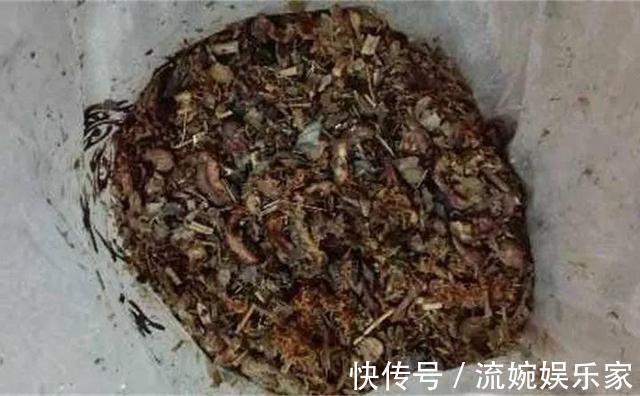 养花|悄悄告诉你,学会4个老花农的养花“偏方”,家里花卉“嗖嗖长”