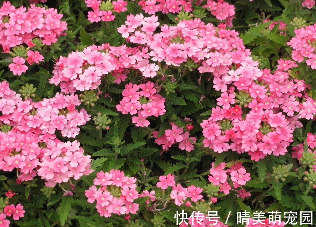 立秋后太阳毒辣，该养什么花？盆栽这3样，耐旱抗晒，开花漂亮