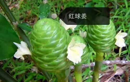 150种常见植物及花卉，你认识几个？