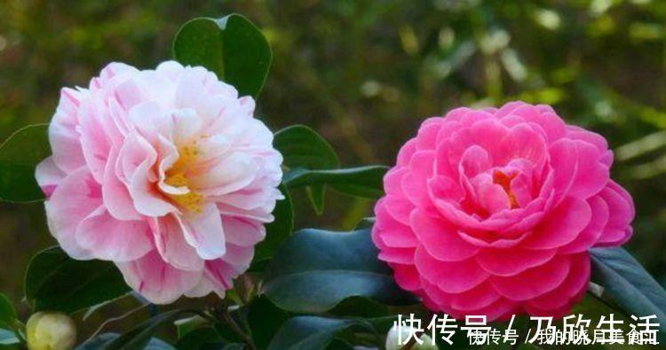 几款花卉最适合新手养殖,花大色艳,养在家中香飘满屋