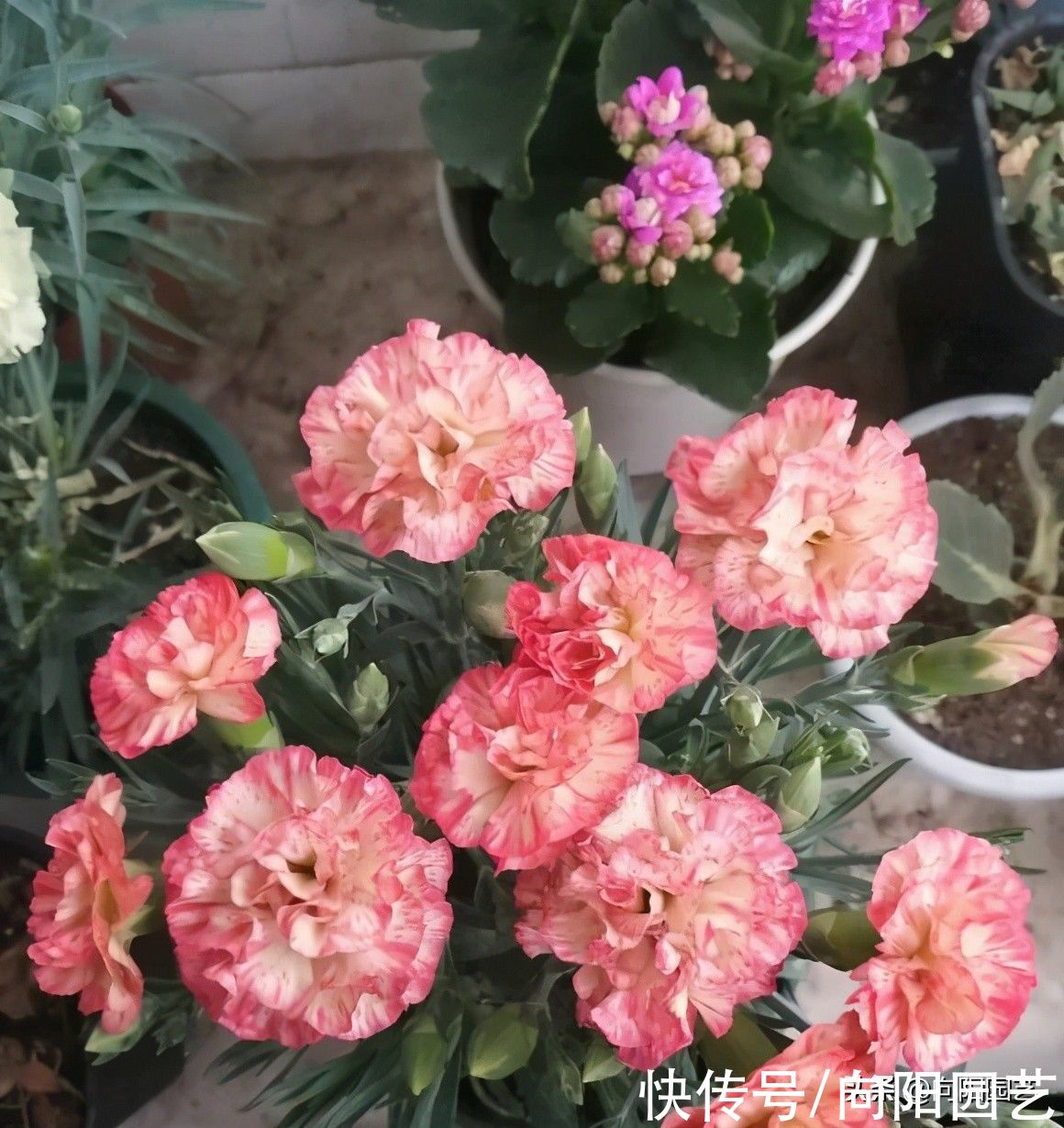 花市买的康乃馨，买的时候花很多，养了一周，花苞为什么蔫了？