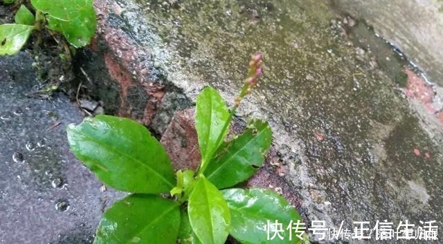 野草|它便是珍贵的“土人参”,告诉村里人,目前80元一斤,别忽视