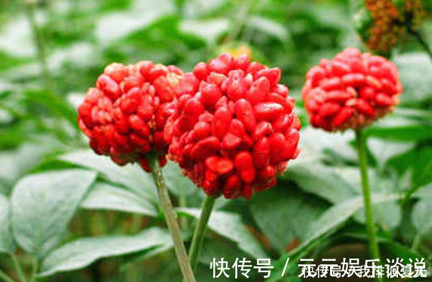 毒素|女性爱美,坚持吃“3朵金花”,排出毒素,净化血液,滋养子宫