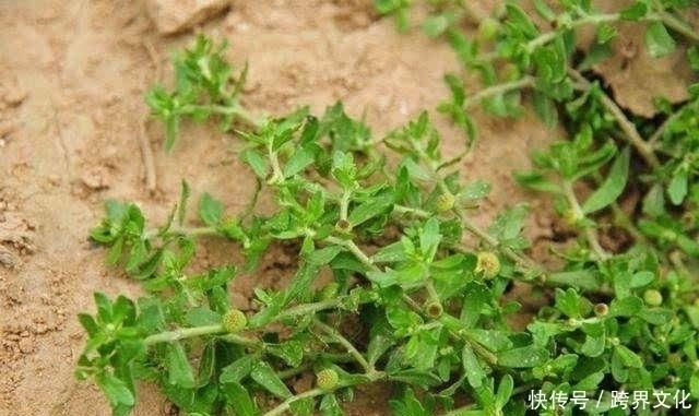过敏性鼻炎|农村地里的野草,叫“鹅不食草”,是治疗鼻炎的良药,见过吗