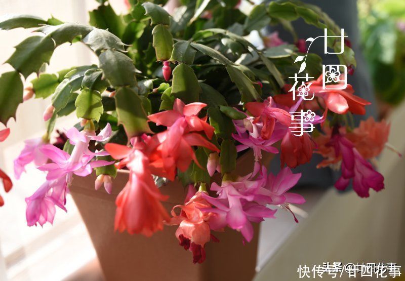 蟹爪兰复花并不难，简单3步，花朵一茬接一茬，开到5月份