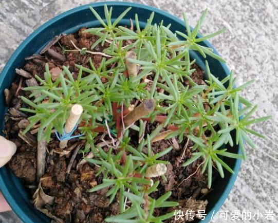 它叫“半枝莲”,开花似“牡丹”,撒一把种,开一片“五彩花”