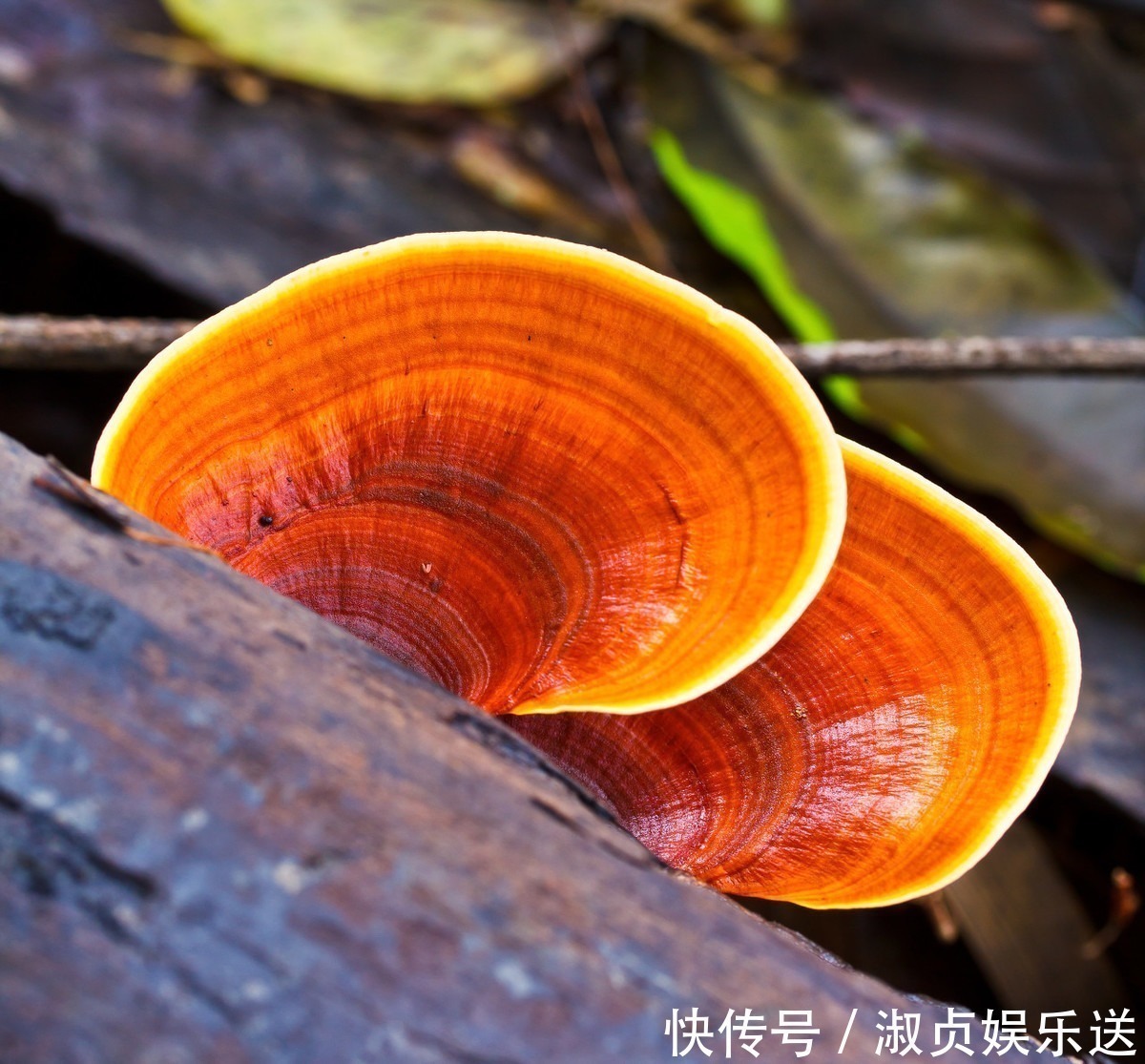 失眠|失眠的根本是养肝!想要养好肝,做到''一要二不要'',肝强人长寿