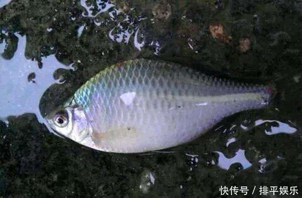 小时候最讨厌钓到鳑鲏鱼,离水几分钟就会烂肚子