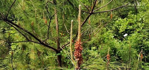 见到|松树身上一种稀罕物,老农常用它泡酒,晒干60元一斤,见到别错过